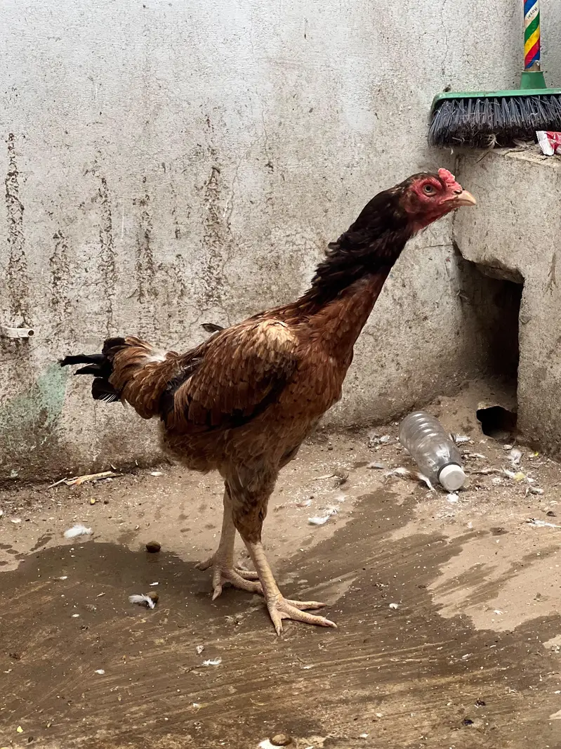 maiwali murgaya — photo 10