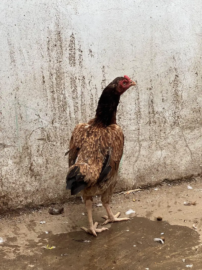 maiwali murgaya — photo 11