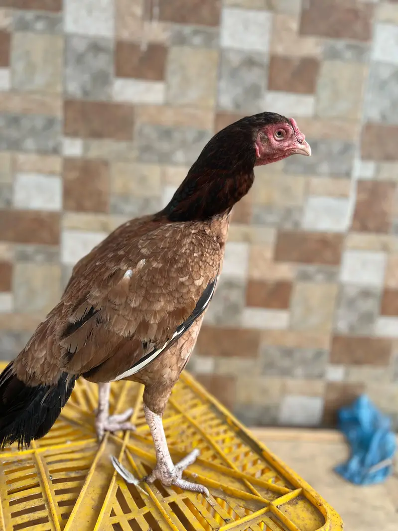 maiwali murgaya — photo 12