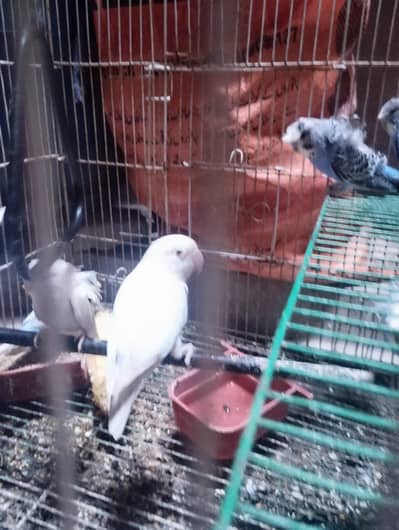 albino red eye parrot love bird