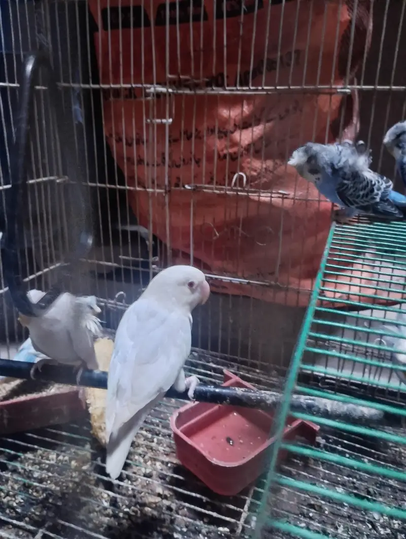 albino red eye parrot love bird — photo 2