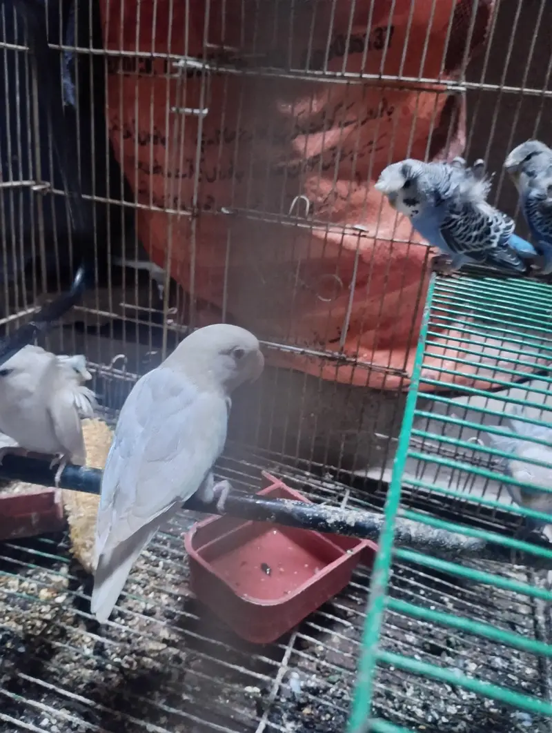 albino red eye parrot love bird — photo 3