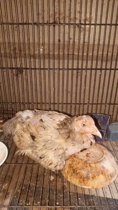 aseel kudak wali murgi for sale