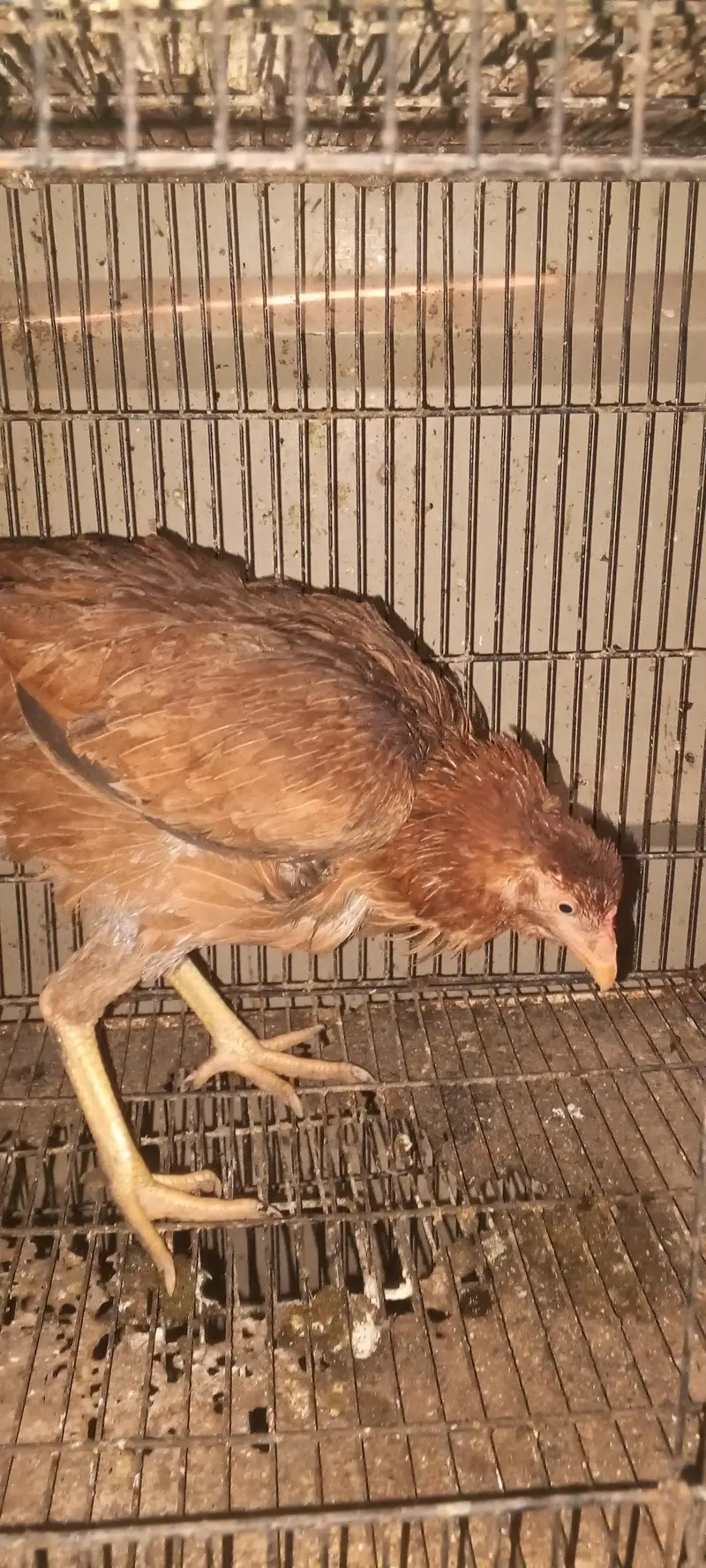 aseel kudak wali murgi for sale — photo 2