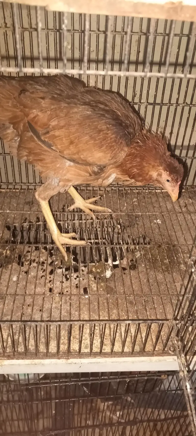 aseel kudak wali murgi for sale — photo 3