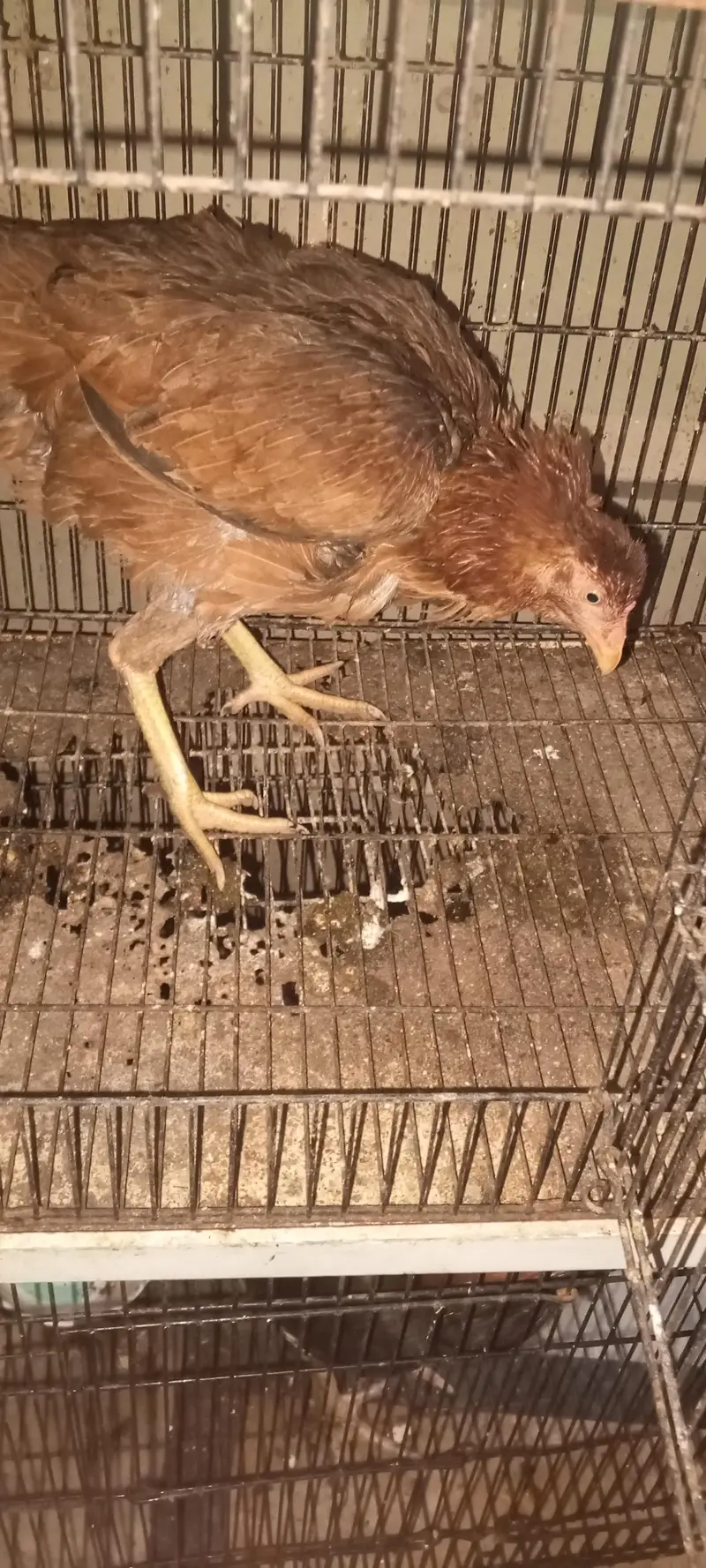 aseel kudak wali murgi for sale — photo 4