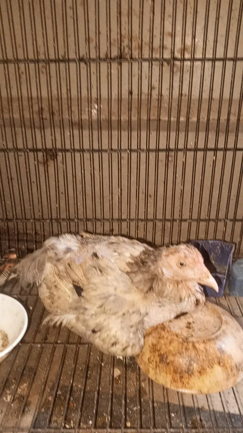 aseel kudak wali murgi for sale — photo 6