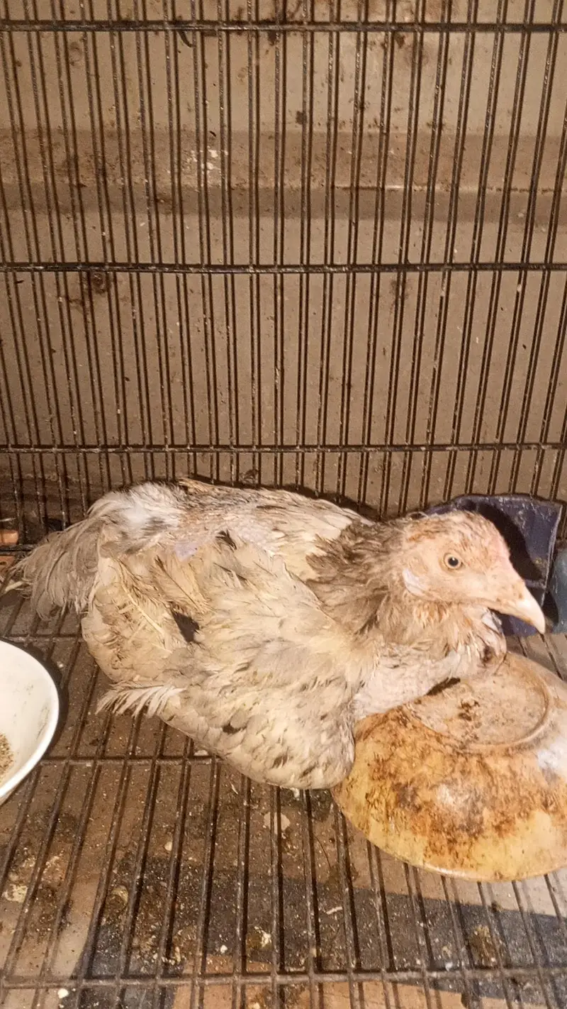 aseel kudak wali murgi for sale — photo 7