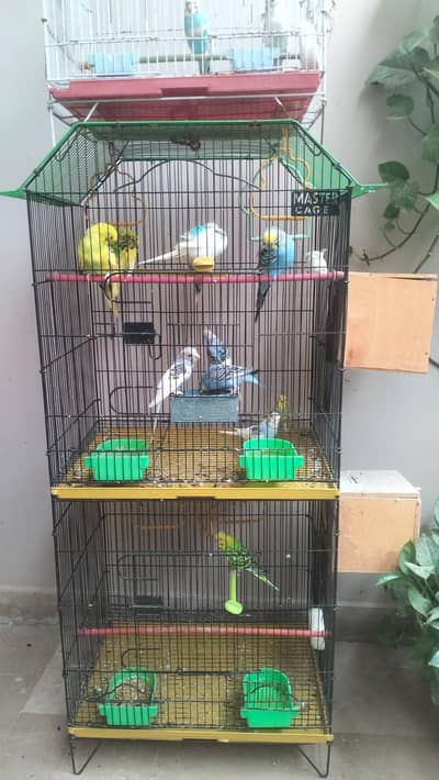 BUDGIES