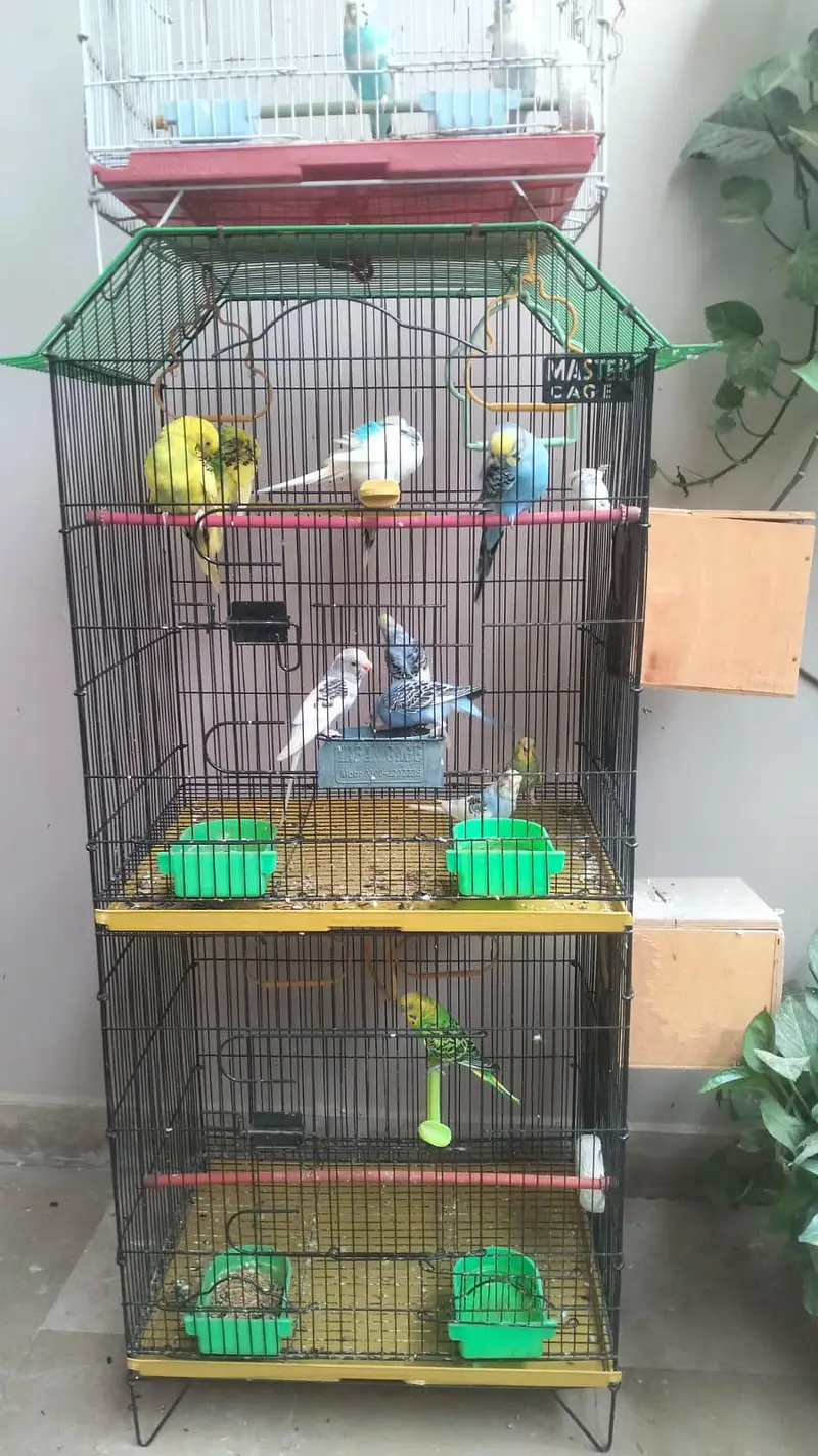 BUDGIES — photo 2
