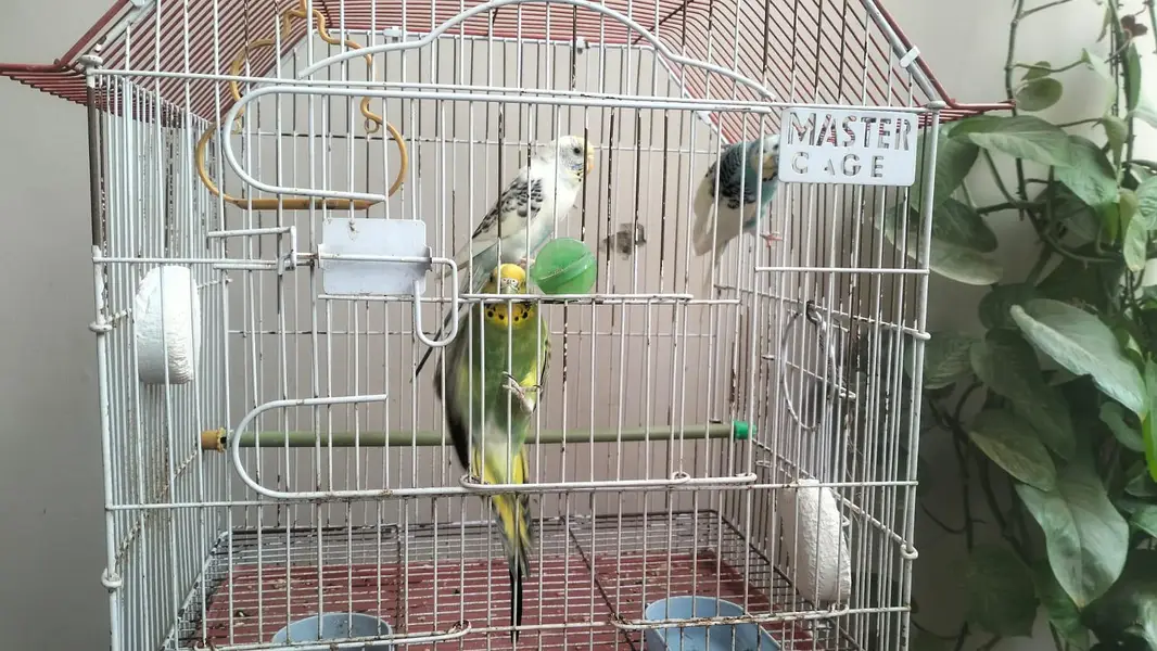 BUDGIES — photo 3