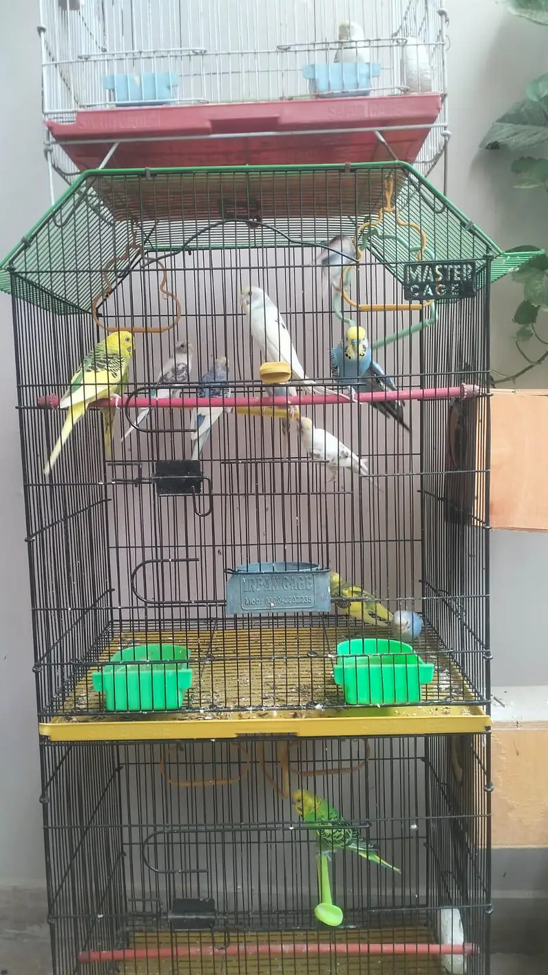 BUDGIES — photo 4
