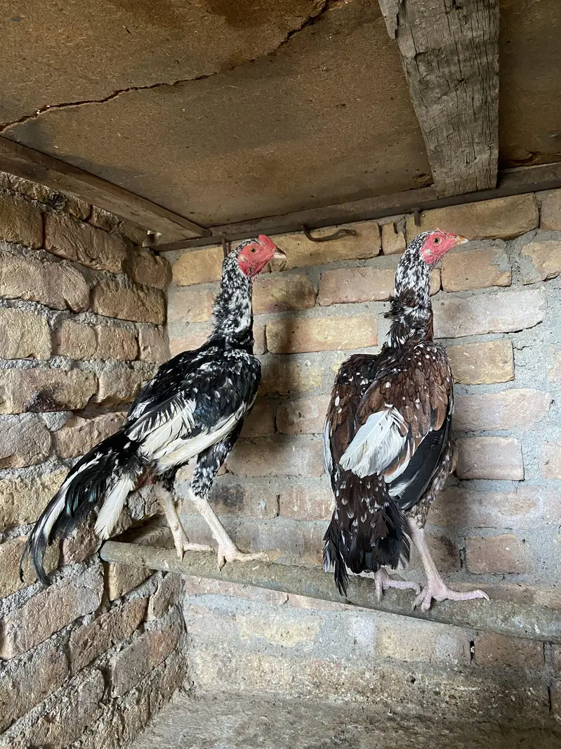 1 aseel pair for sale — photo 4