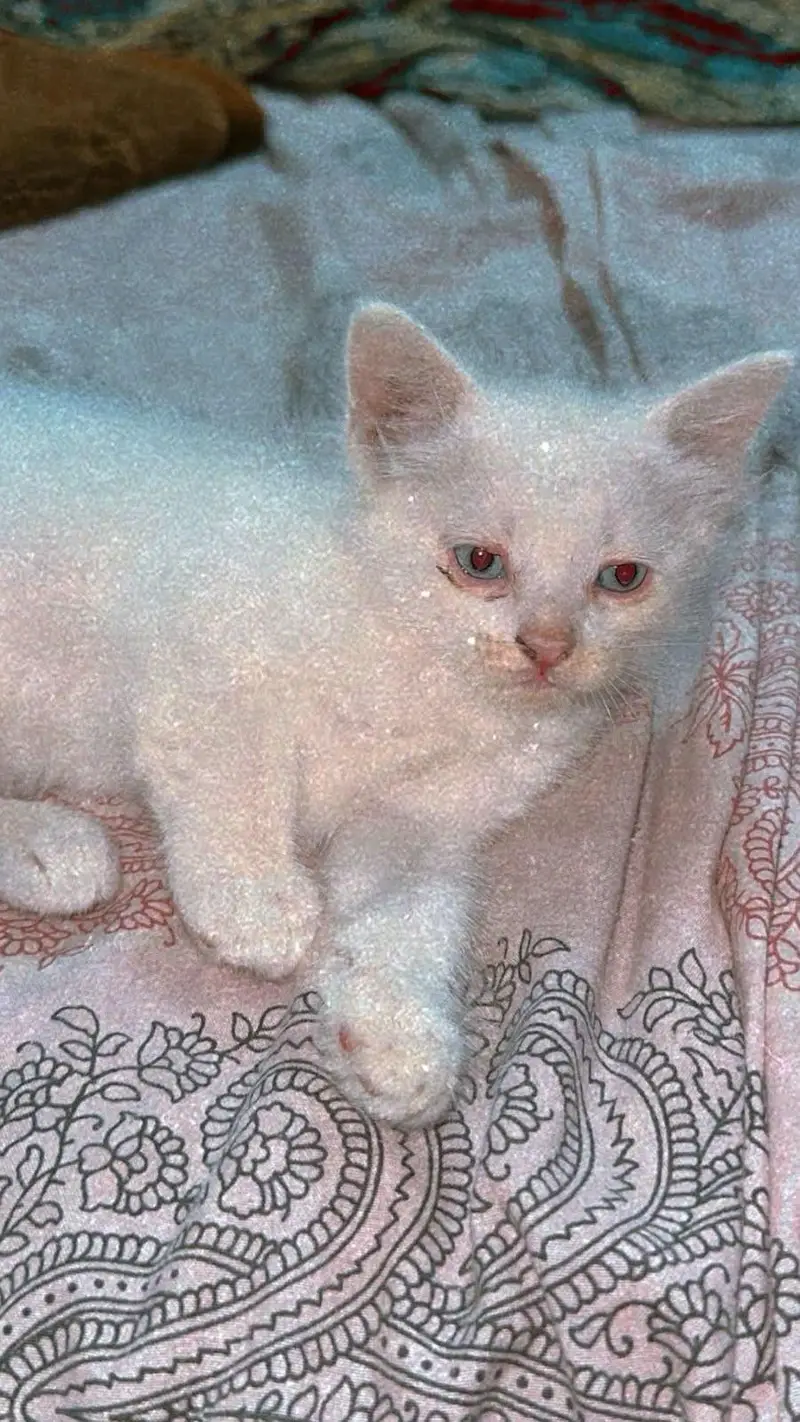 Persian white kittens — photo 4