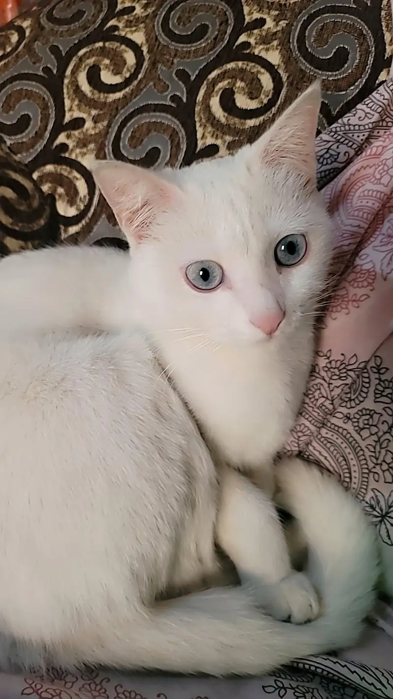 Persian white kittens — photo 9