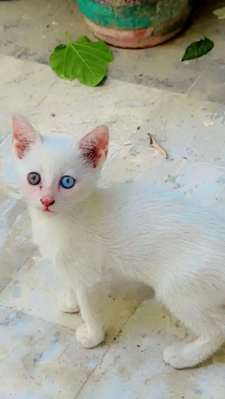 Persian white kittens — photo 10