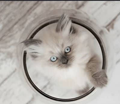 Baby Cat