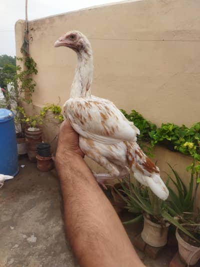 aseel chicks/aseel for sale/chicks for sale/aseel/chicks