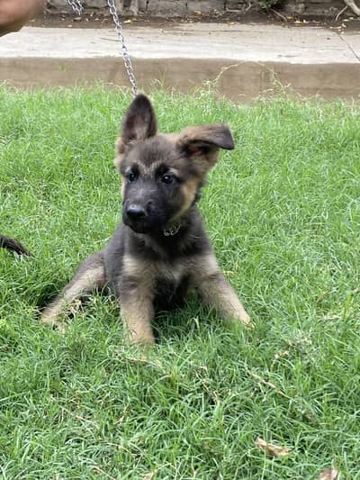 Working line show class german shepherd female pups for adoption