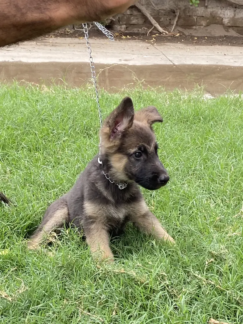 Working line show class german shepherd female pups for adoption — photo 3