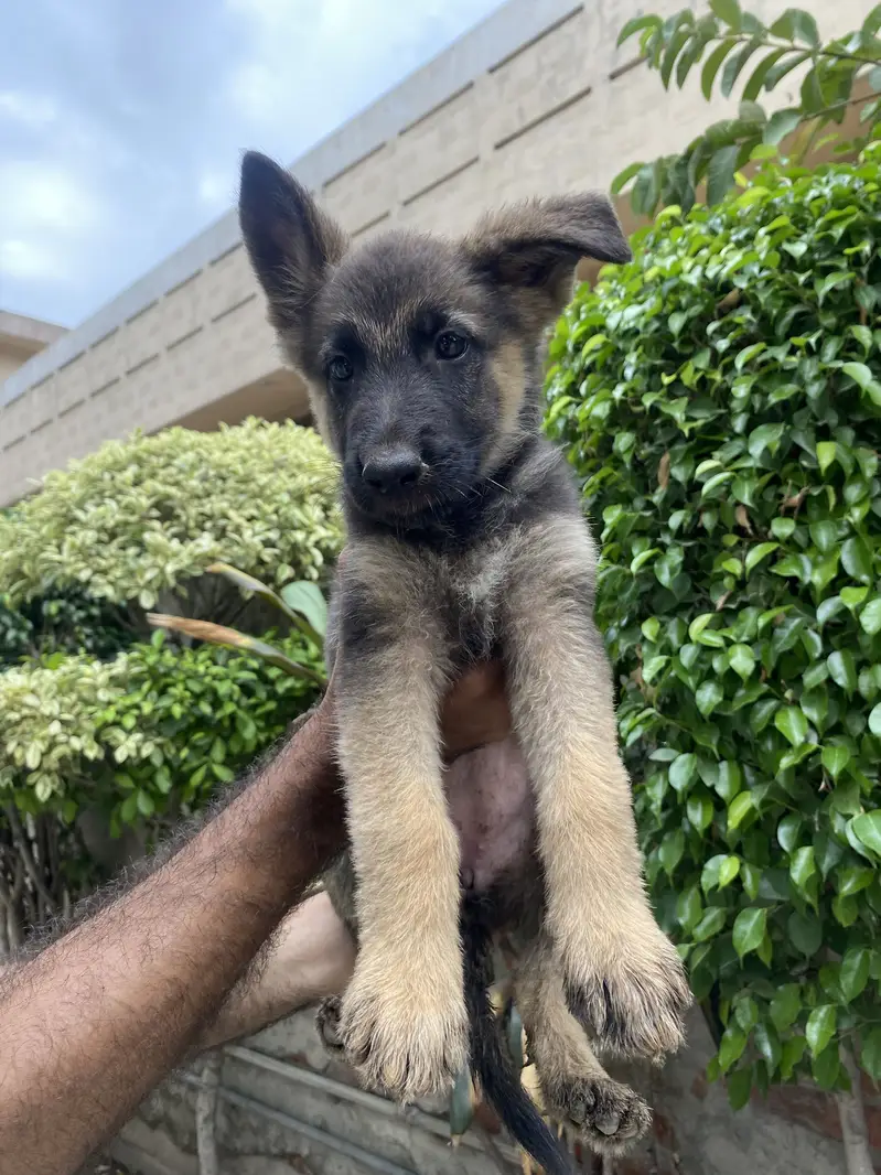 Working line show class german shepherd female pups for adoption — photo 4