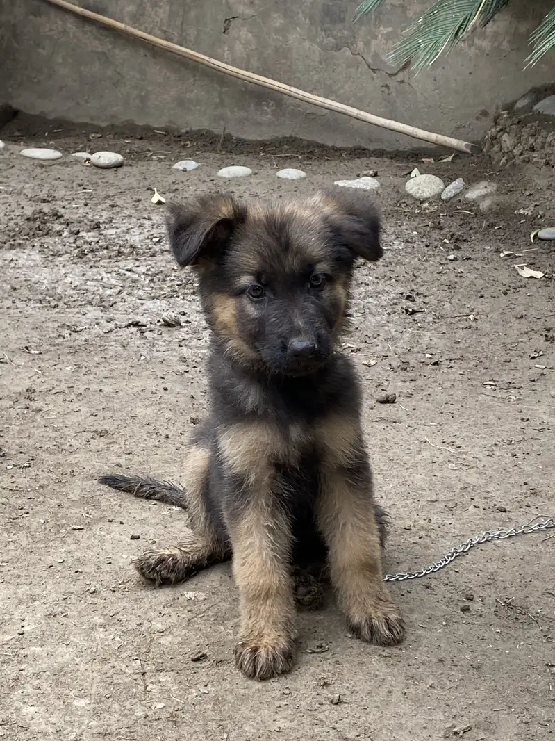 Working line show class german shepherd female pups for adoption — photo 5