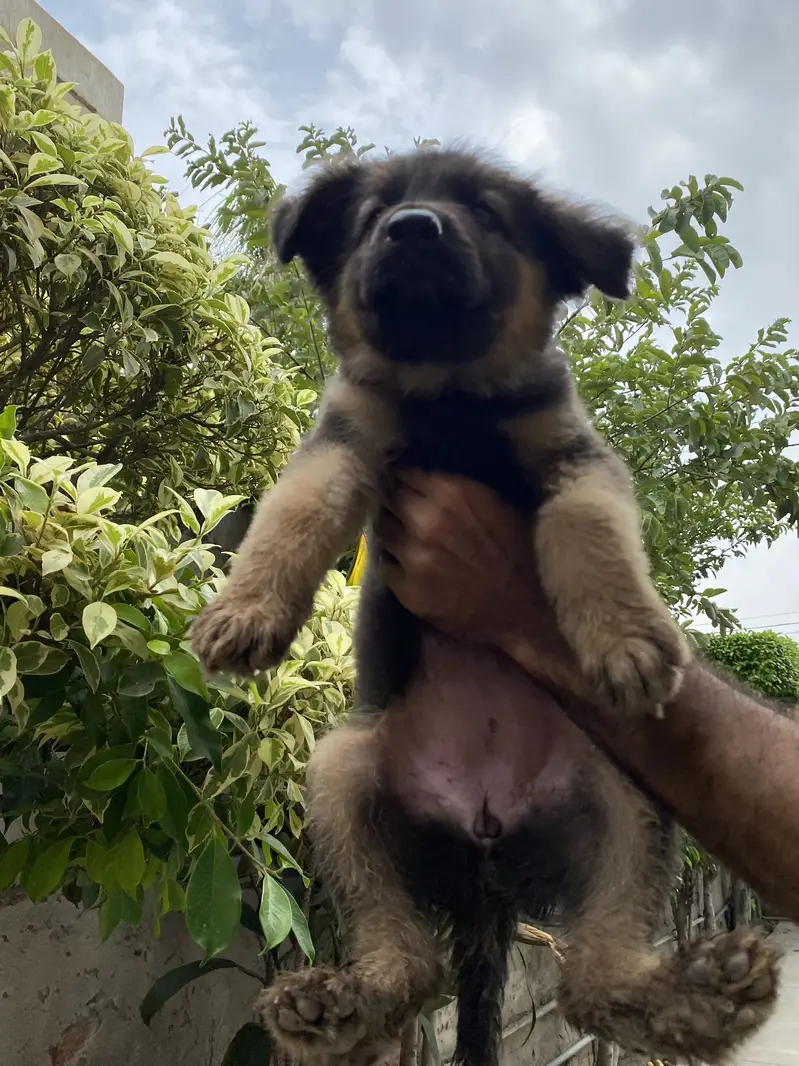 Working line show class german shepherd female pups for adoption — photo 7