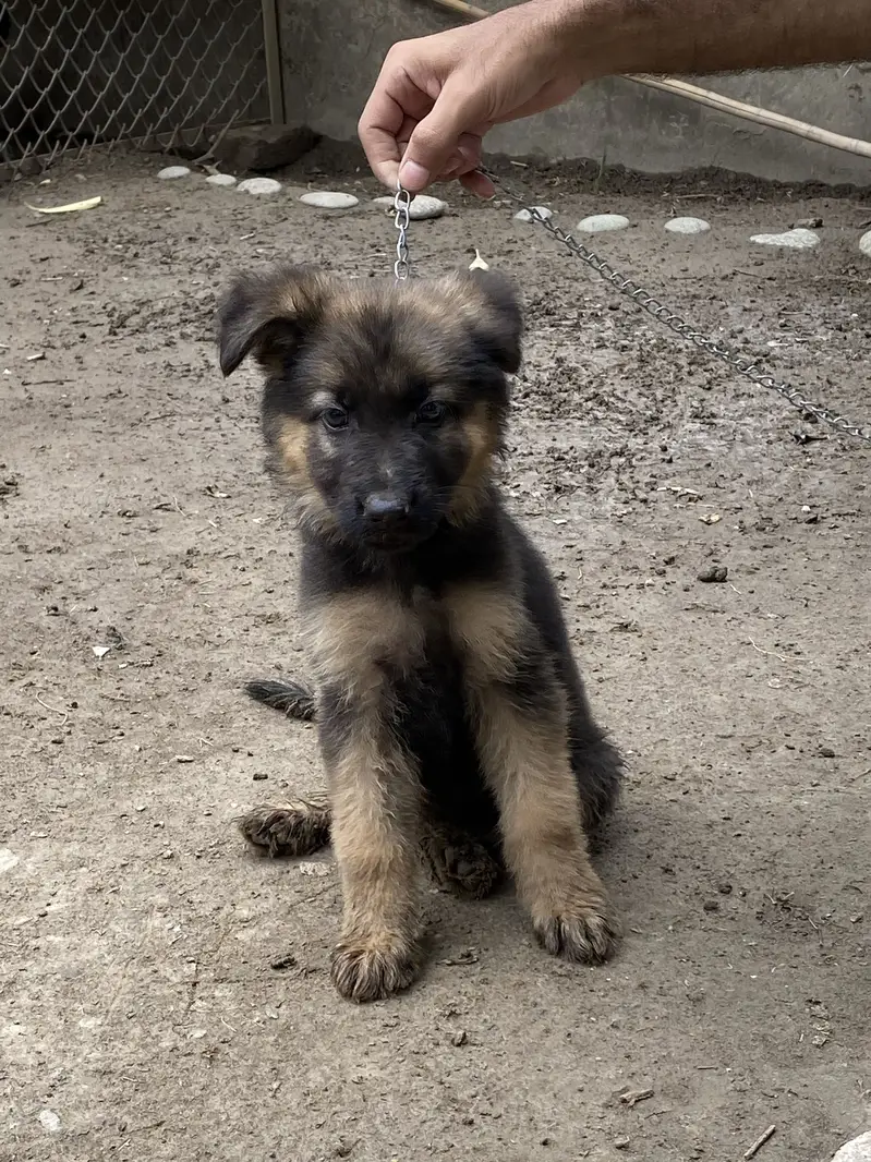 Working line show class german shepherd female pups for adoption — photo 8
