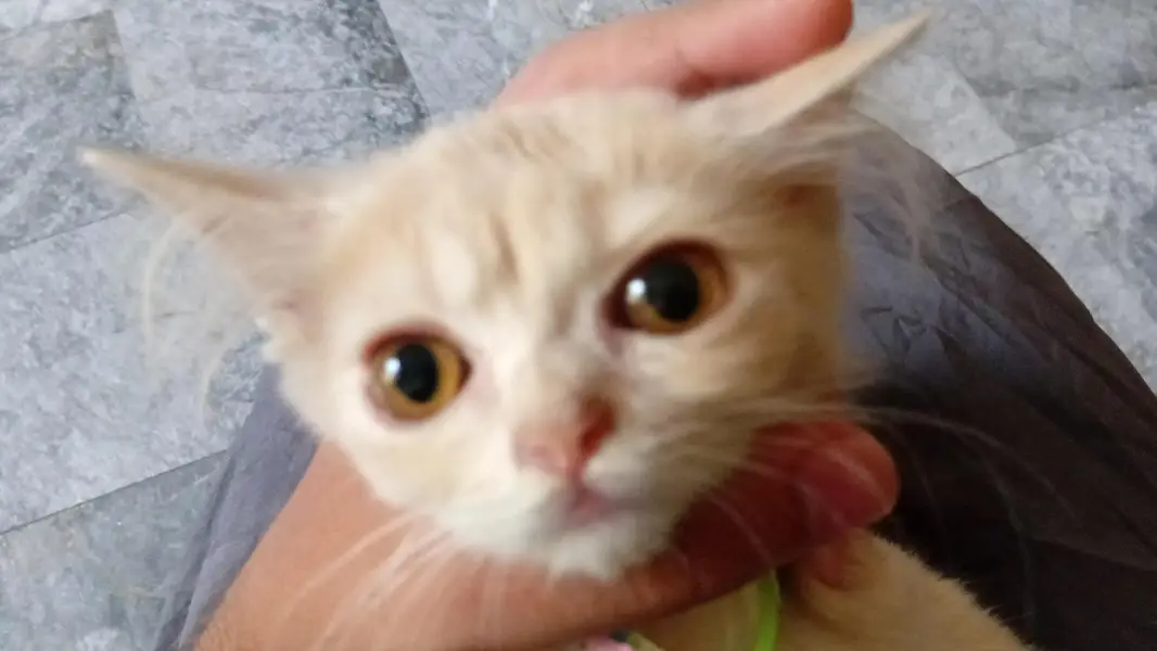 persian kitten long coat  with vaccination card price less hogaye gi — photo 2