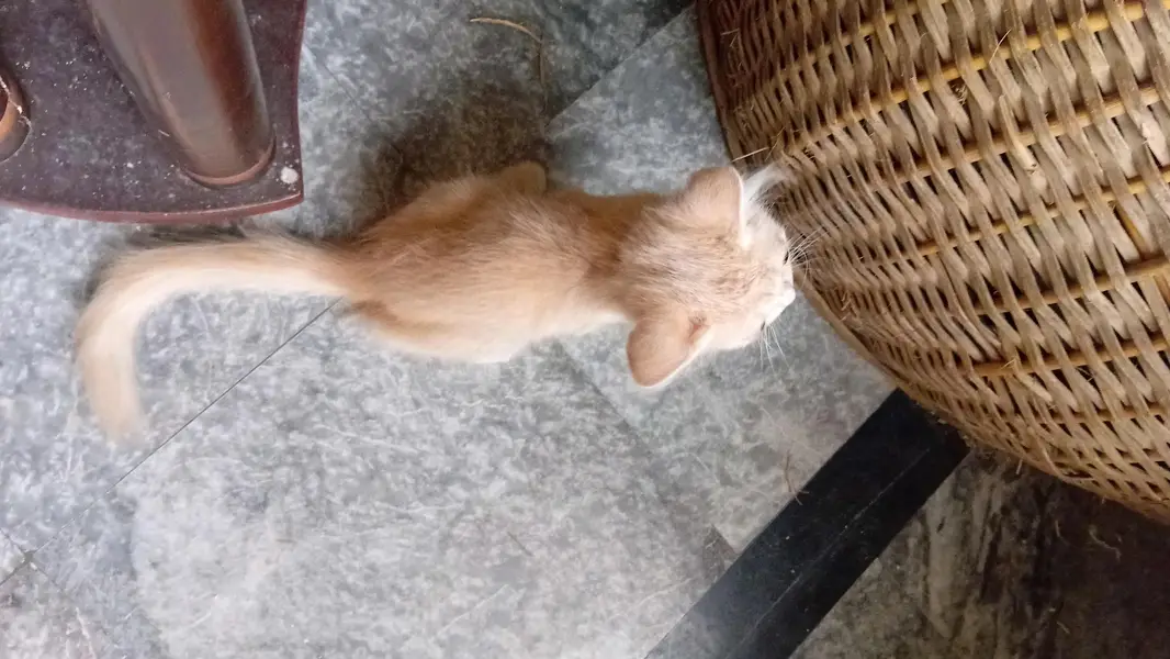 persian kitten long coat  with vaccination card price less hogaye gi — photo 3