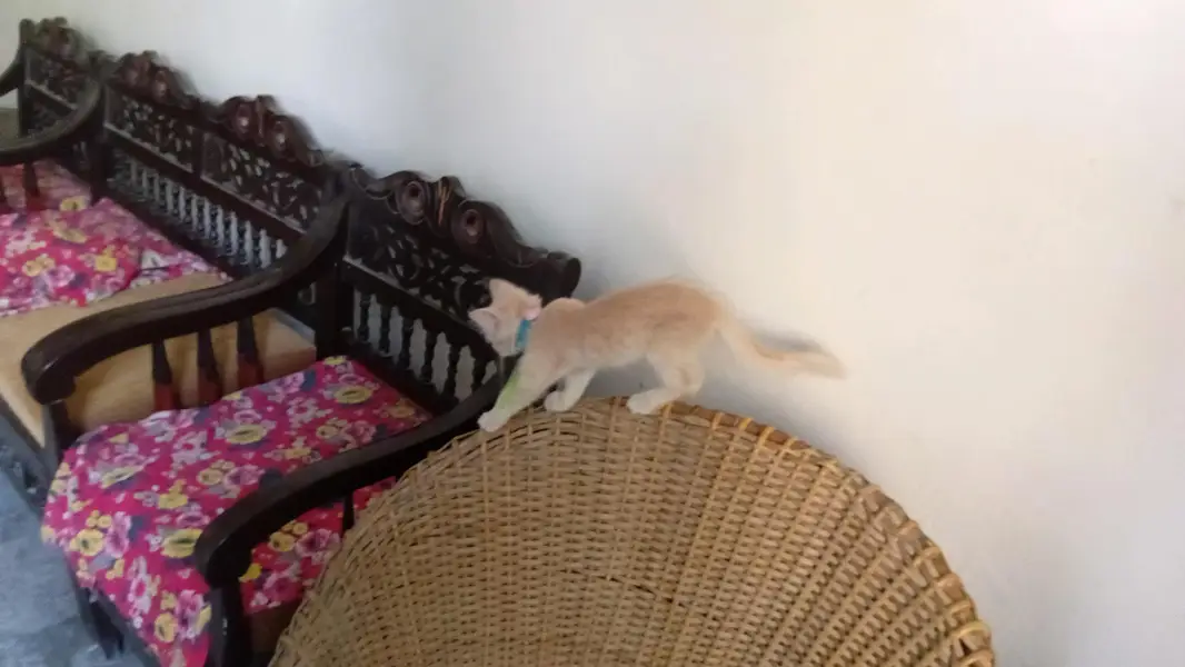persian kitten long coat  with vaccination card price less hogaye gi — photo 4