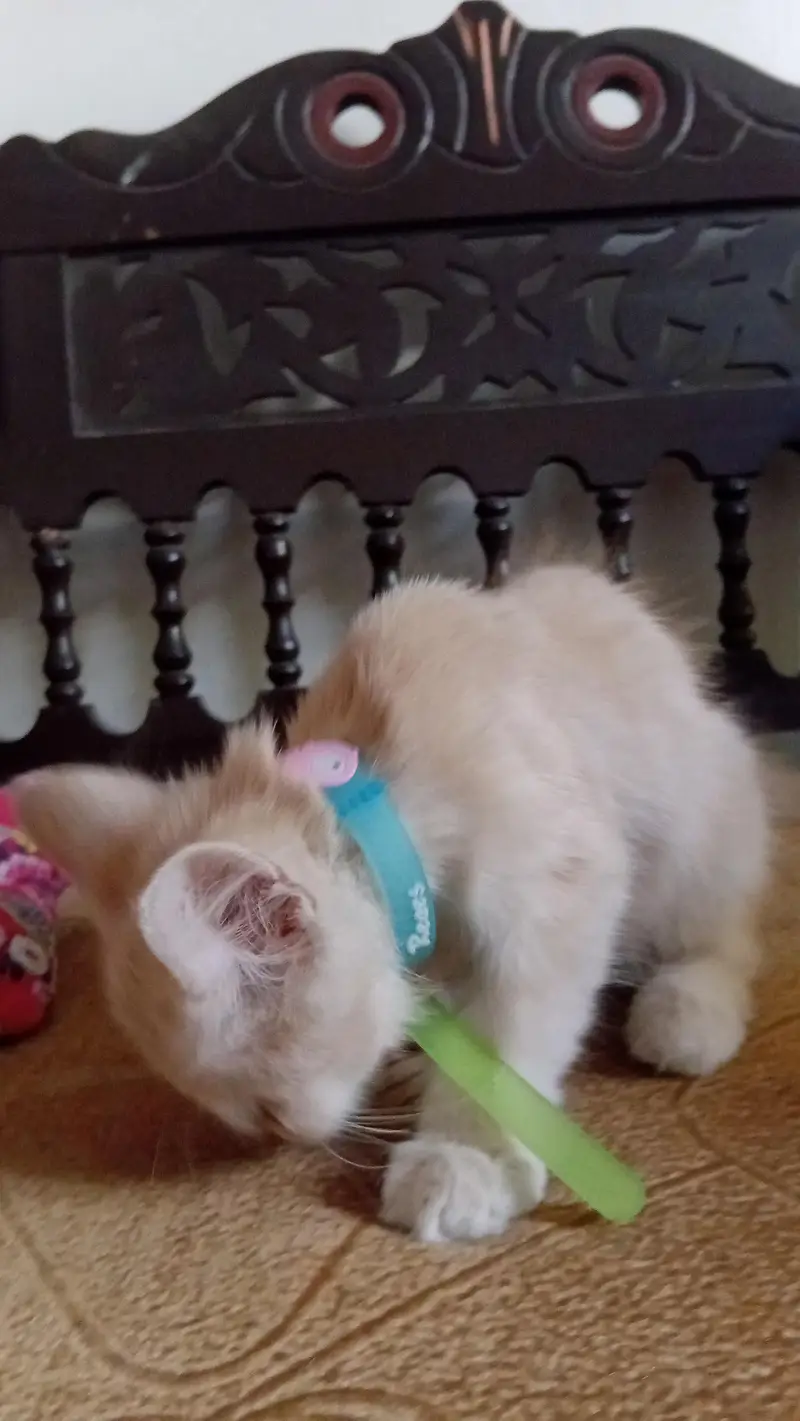 persian kitten long coat  with vaccination card price less hogaye gi — photo 5