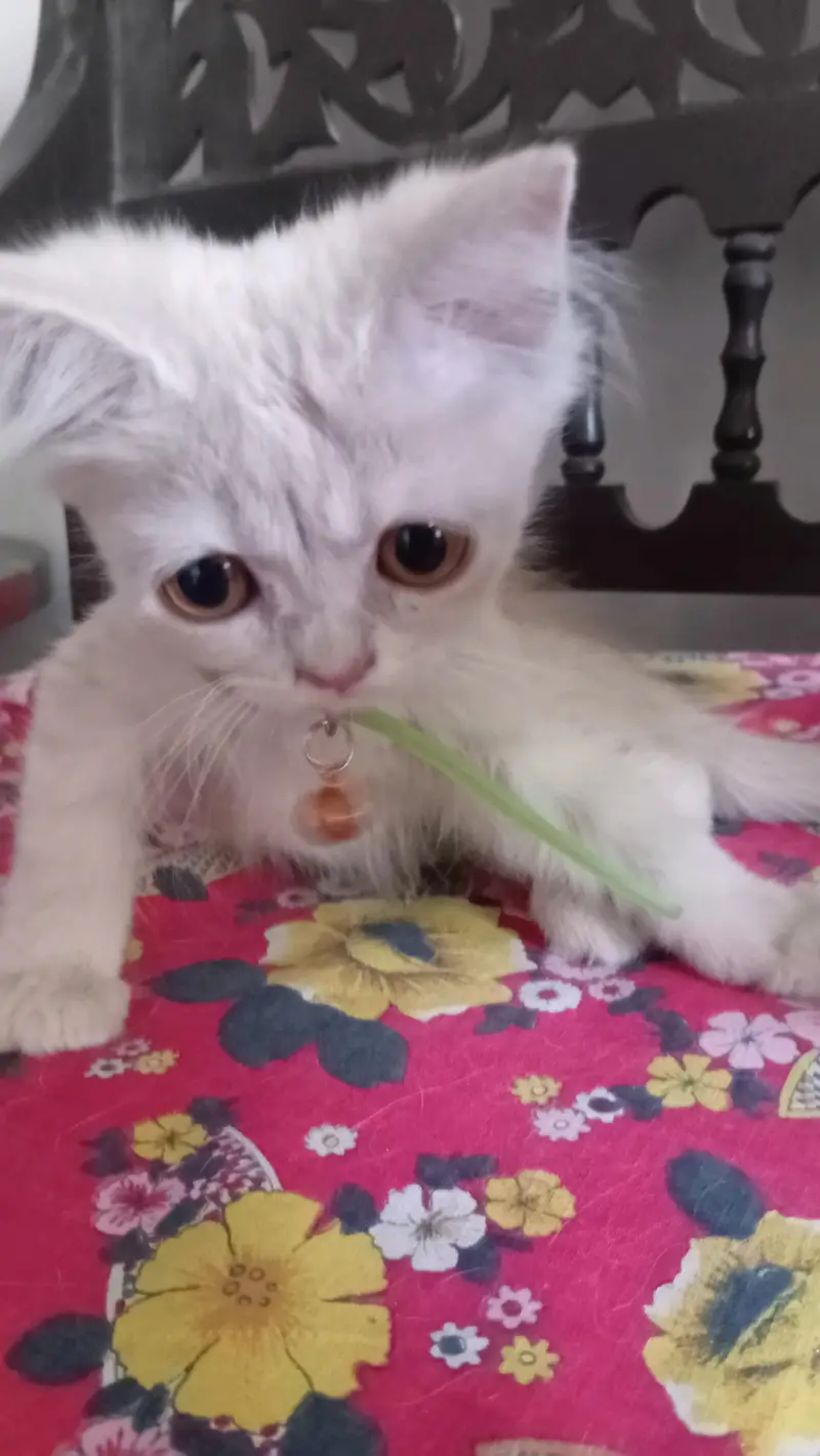 persian kitten long coat  with vaccination card price less hogaye gi — photo 6