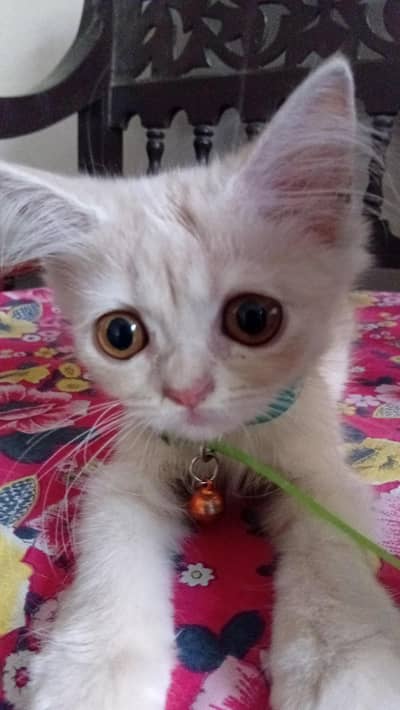 persian kitten long coat  with vaccination card price less hogaye gi