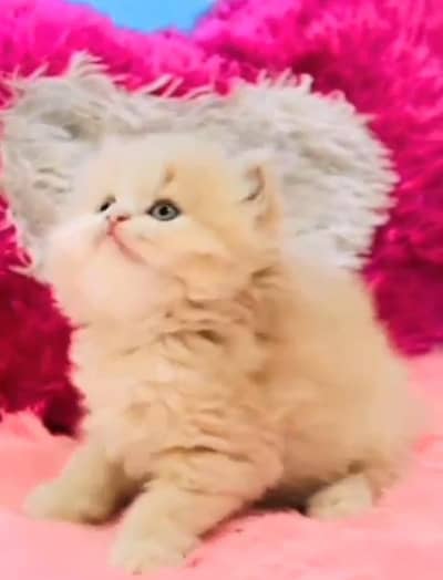 Persian kitten for sale my WhatsApp . 03317047936