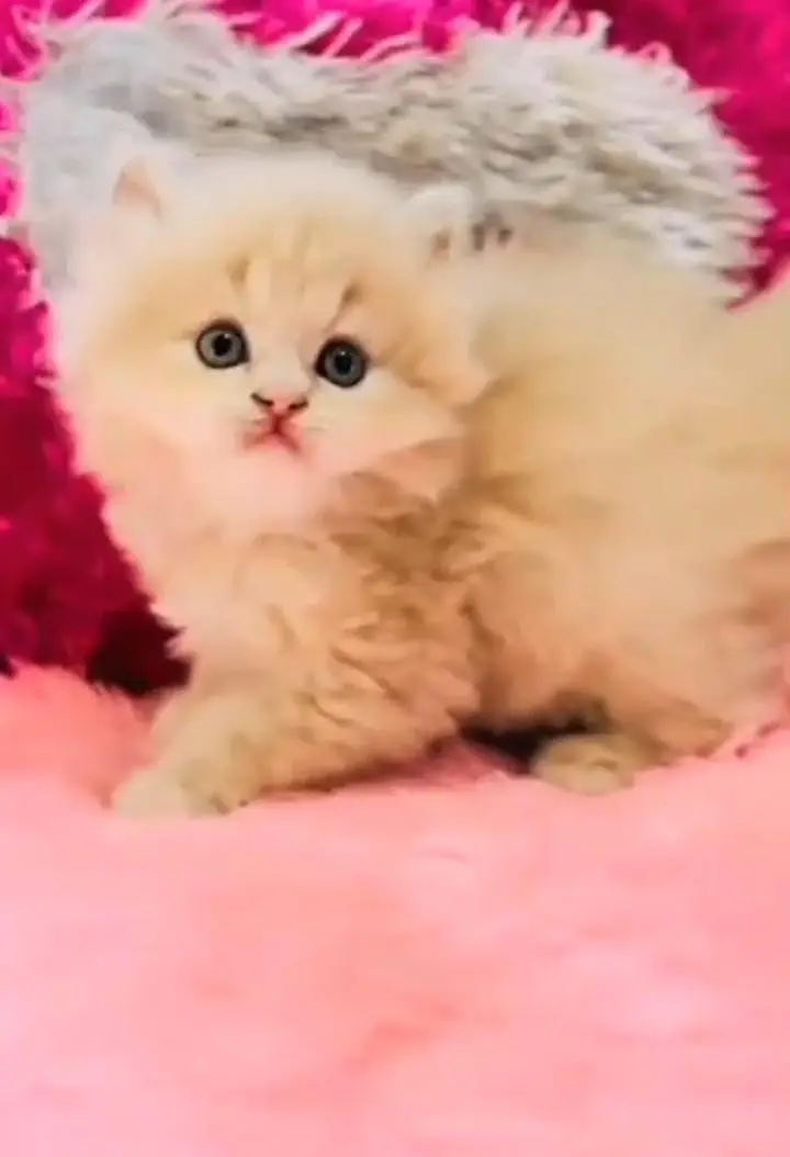 Persian kitten for sale my WhatsApp . 03317047936 — photo 2