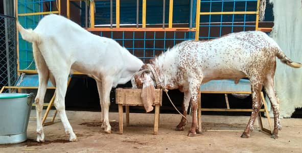 Premium Pure Rajanpuri Breeder Goat Pair available for sale.