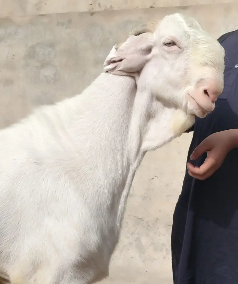 Premium Pure Rajanpuri Breeder Goat Pair available for sale. — photo 2