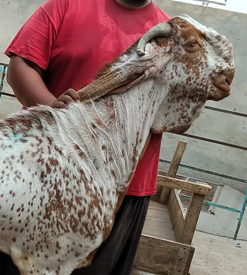 Premium Pure Rajanpuri Breeder Goat Pair available for sale. — photo 3