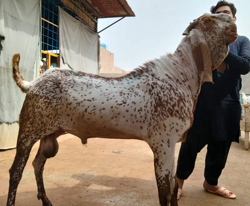 Premium Pure Rajanpuri Breeder Goat Pair available for sale. — photo 4