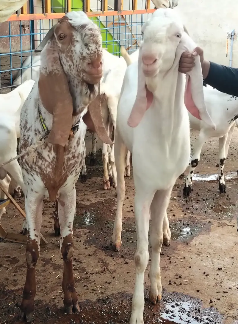 Premium Pure Rajanpuri Breeder Goat Pair available for sale. — photo 5