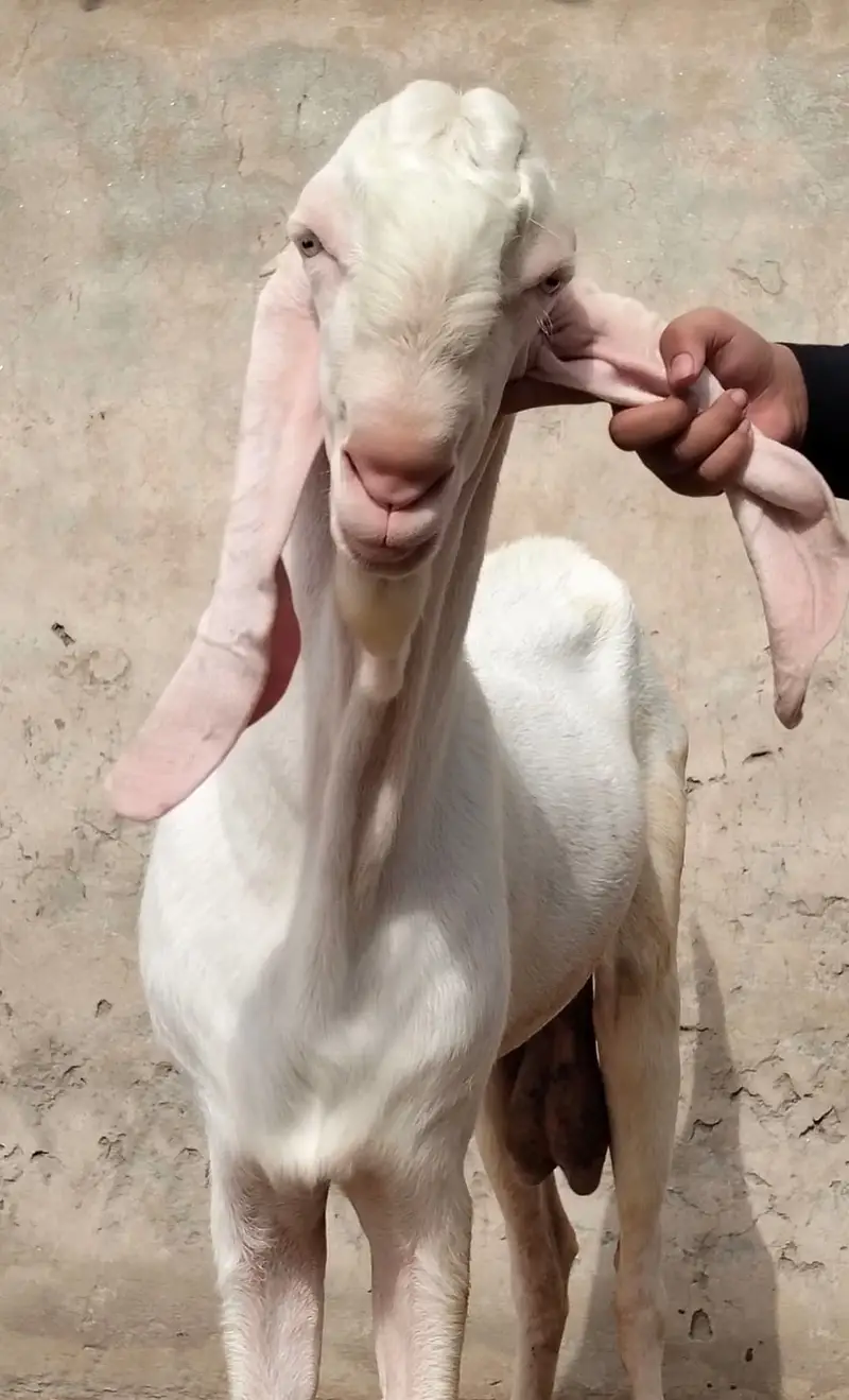 Premium Pure Rajanpuri Breeder Goat Pair available for sale. — photo 6
