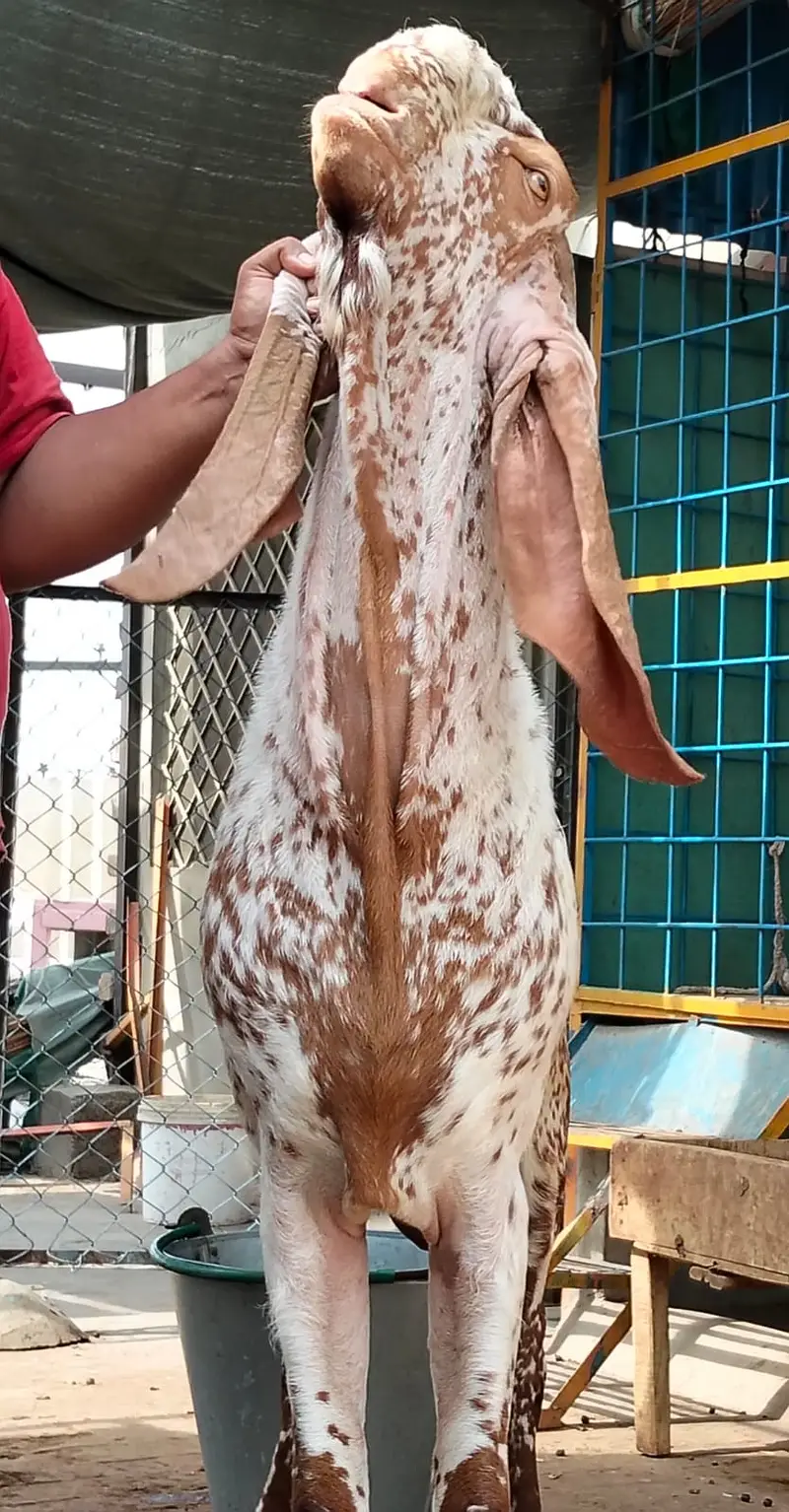 Premium Pure Rajanpuri Breeder Goat Pair available for sale. — photo 7