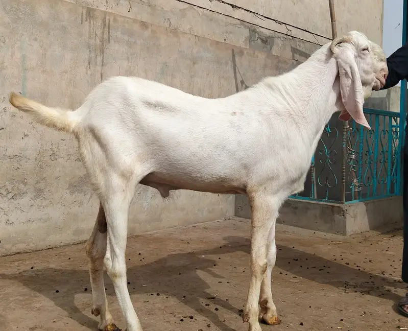 Premium Pure Rajanpuri Breeder Goat Pair available for sale. — photo 9