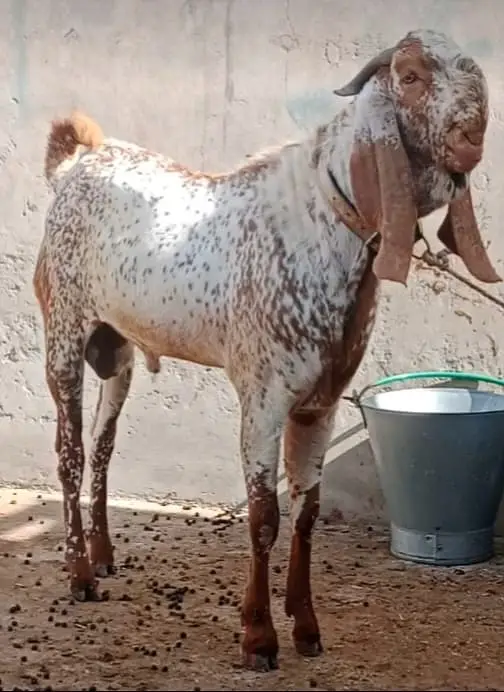 Premium Pure Rajanpuri Breeder Goat Pair available for sale. — photo 10