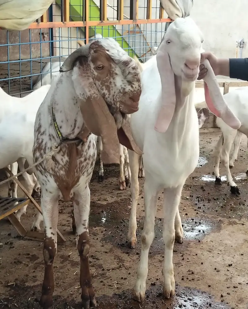 Premium Pure Rajanpuri Breeder Goat Pair available for sale. — photo 11
