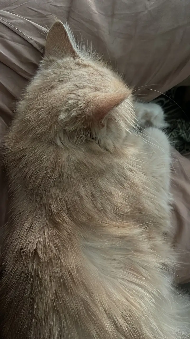 Oreo and cookie doll face persian for sale — photo 2