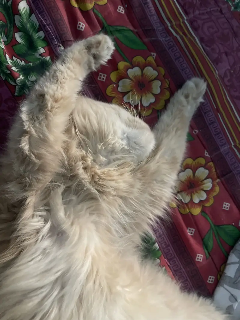 Oreo and cookie doll face persian for sale — photo 3
