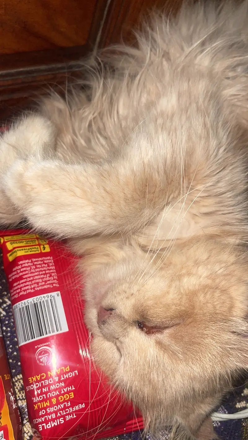 Oreo and cookie doll face persian for sale — photo 6