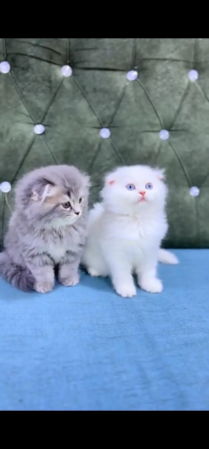 Quality Persian Punch face cat & kittens 03495425573 WhatsApp — photo 3